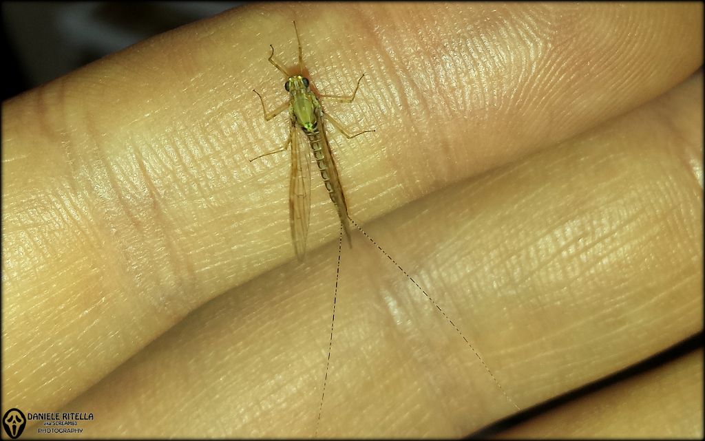 Cloeon cognatum, femmina (Baetidae)